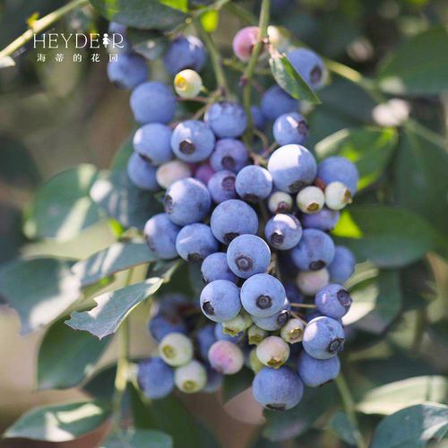 海蒂的花园蓝莓树果苗果树种植苗南方北方迷你浆果水果盆栽可食用
